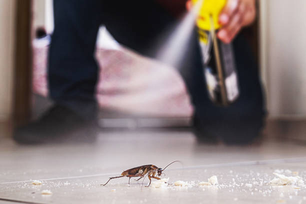 Best Flea Control Services  in Brooklyn, IA
